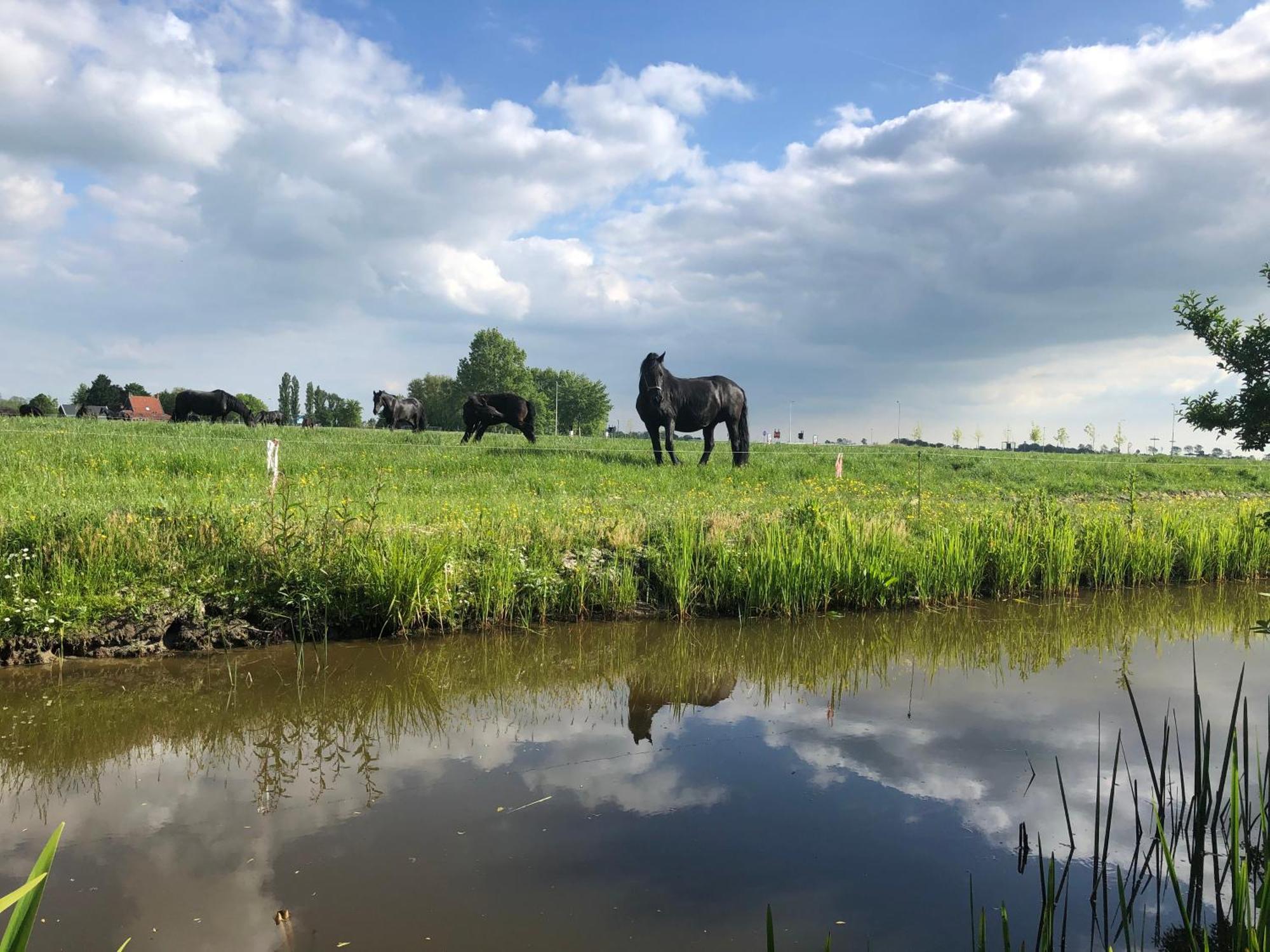 Vakantiehuis In Friesland Voor De Hele Familie Huns 외부 사진
